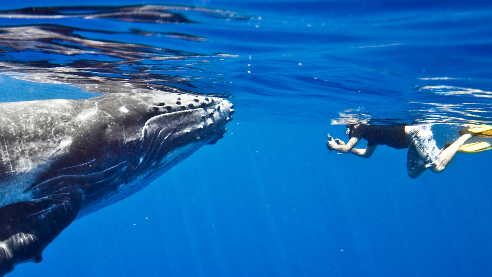 Has Anyone Ever Been Swallowed Alive By A Whale?