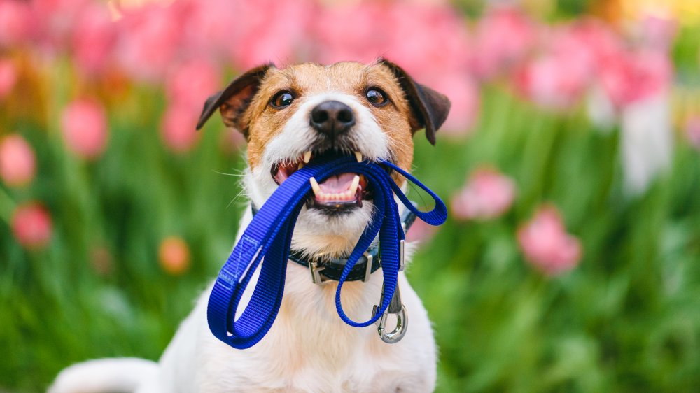 Good dog with good leash