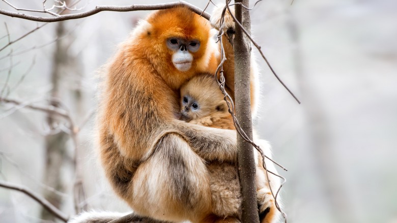 two monkeys in tree