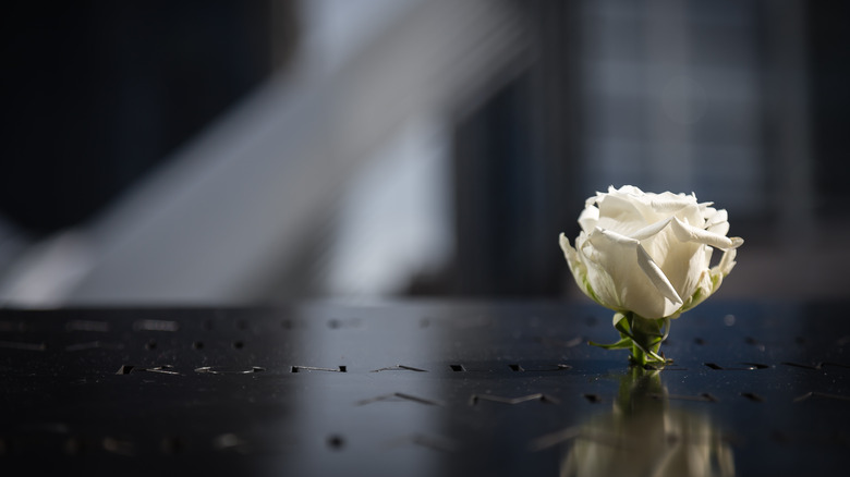 9/11 memorial reflection white rose