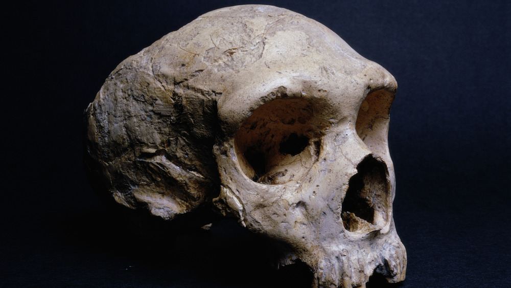 Neanderthal skull