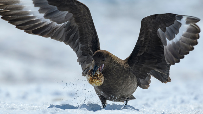 brown skua steals penguin egg