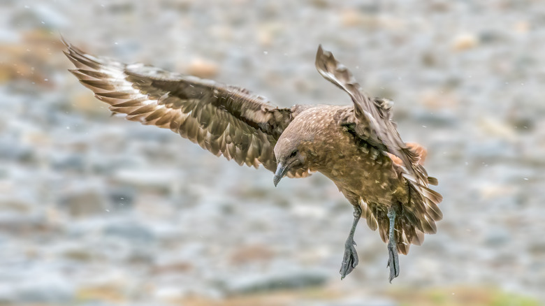 brown skua in flight 