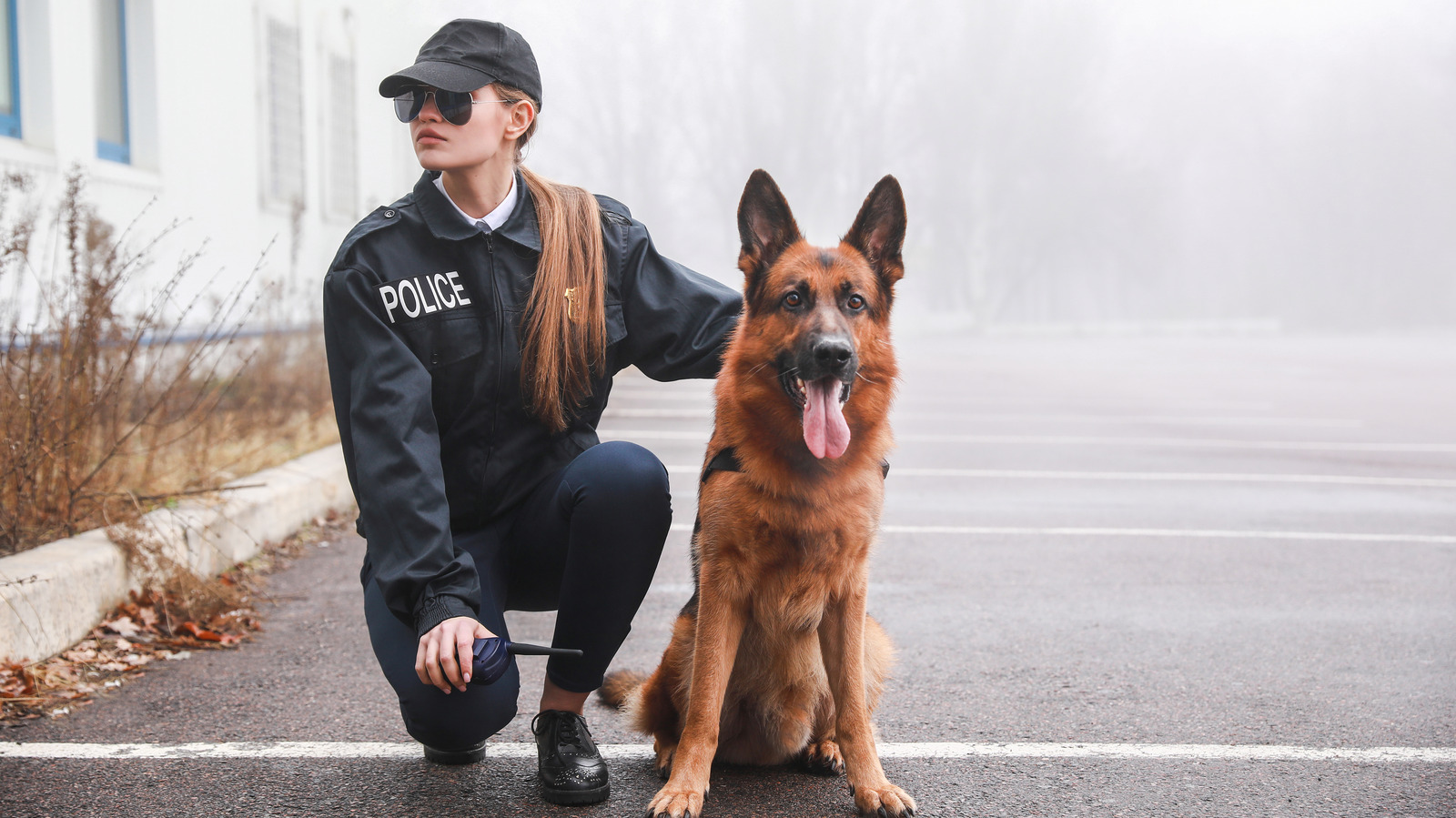 here-s-how-drug-sniffing-dogs-are-trained