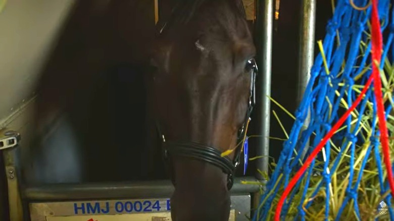 Horse in a stall on the plane