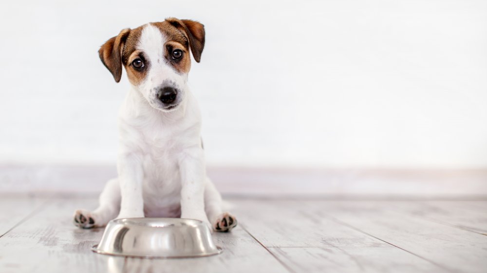 Cute dog with empty food bowl