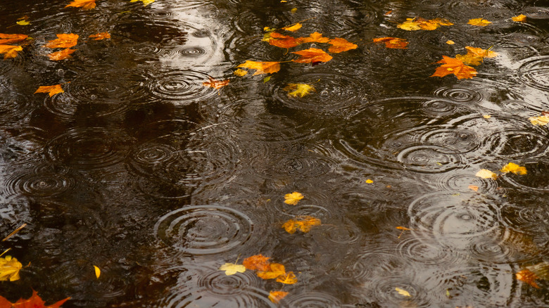 Leaves floating in puddle