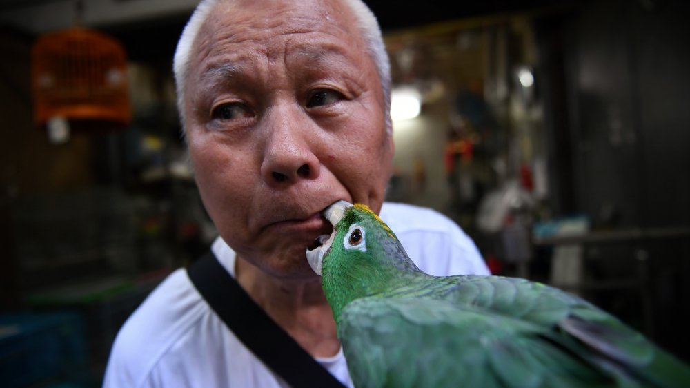 parrot w/friend