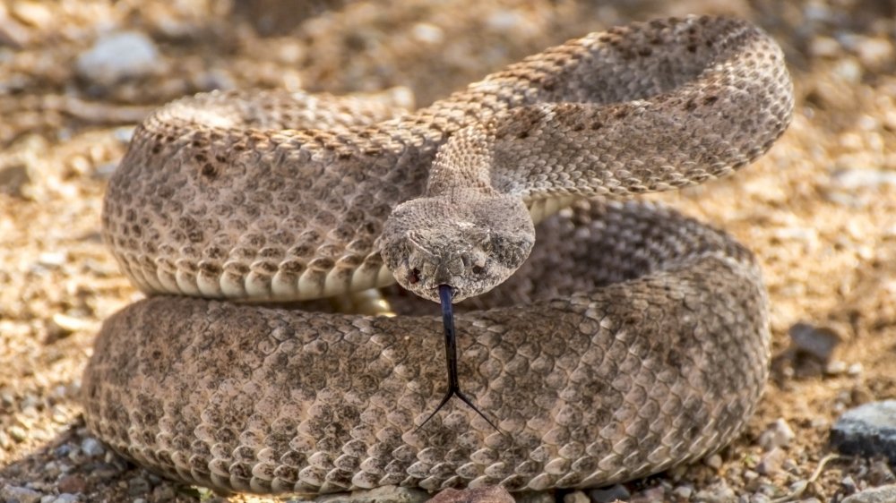 Rattlesnake