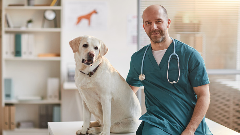 A veterinarian with dog