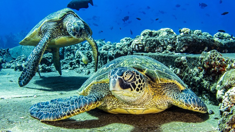 Two sea turtles on ocean floor