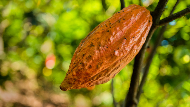 A cacao fruit