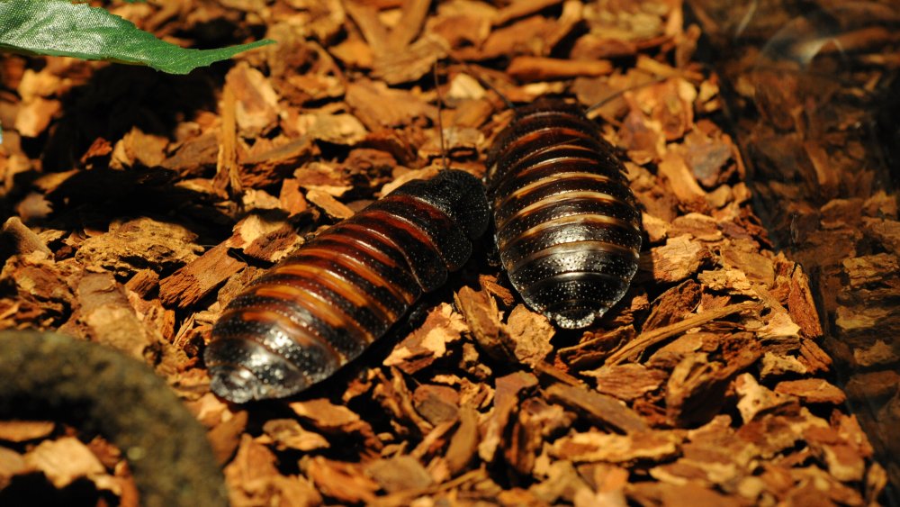 cockroaches