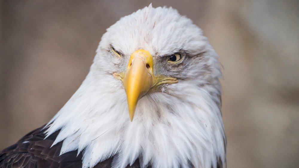 Bald eagle