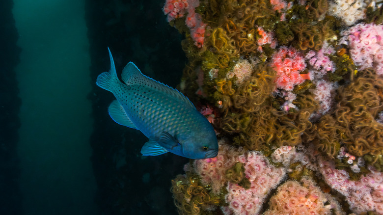 Blacksmith fish next to coral