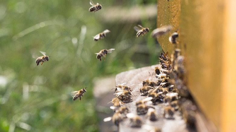 bees at hive entrance