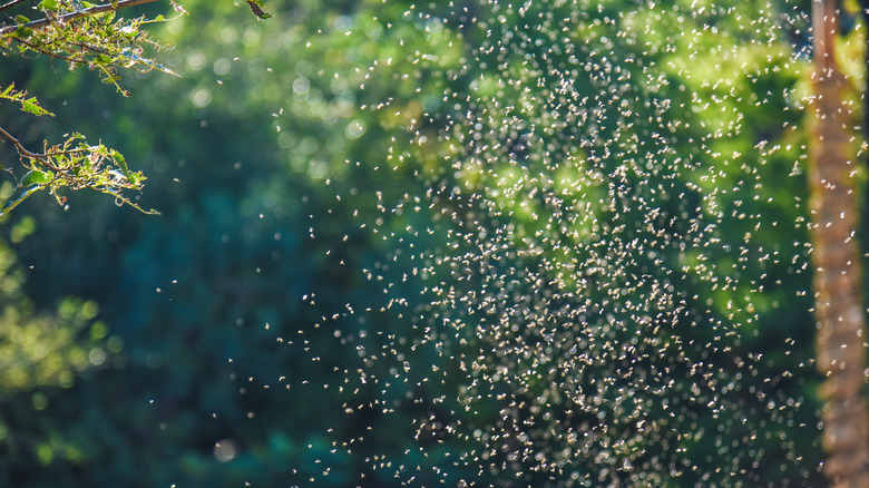 Mosquito swarm in forest