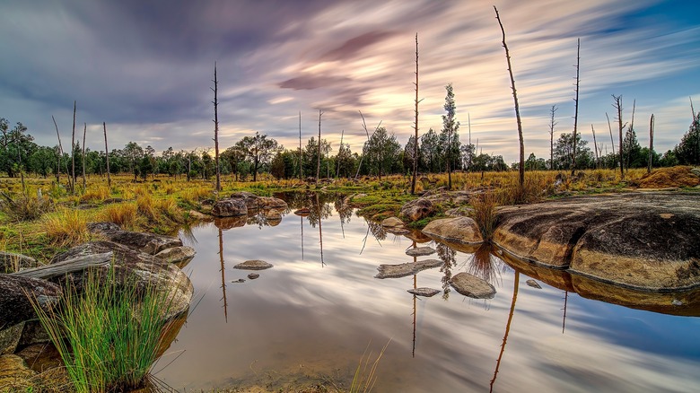 Still forest water pool