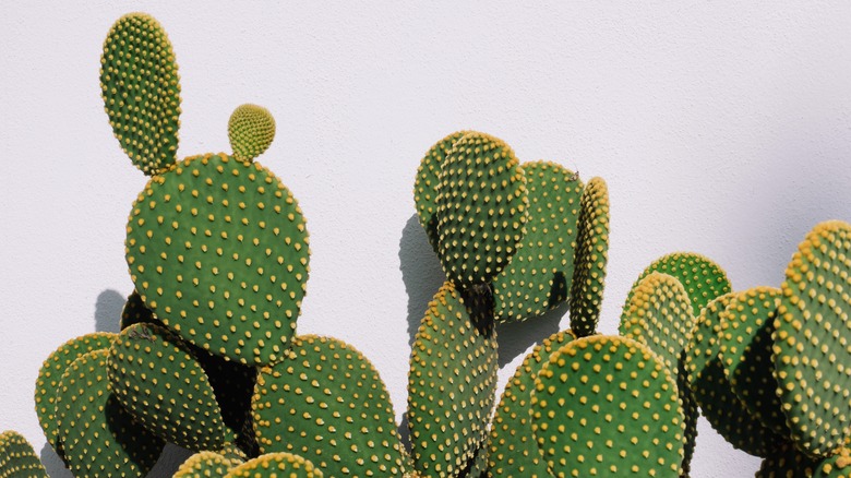 tpps of green prickly Cactus.