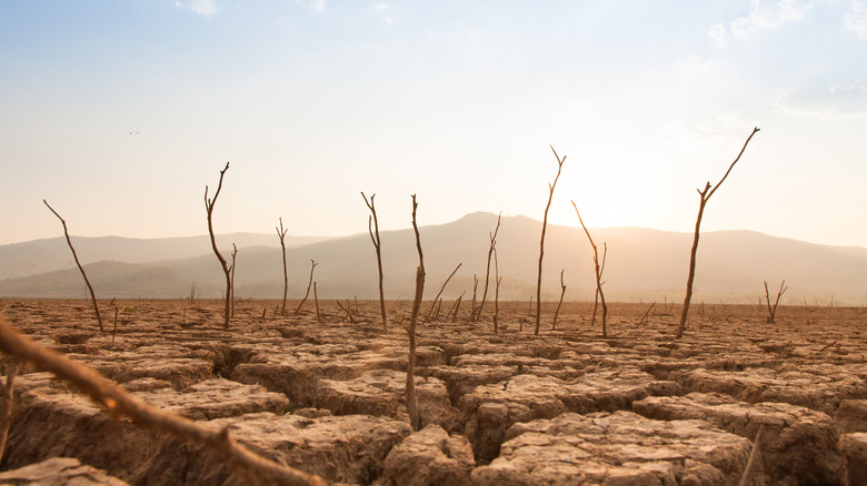 Parched, cracked soil and dead plants.