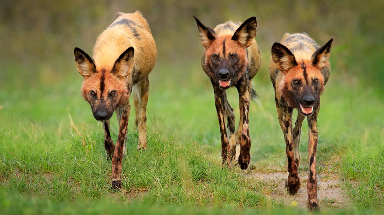 hyenas on the prowl