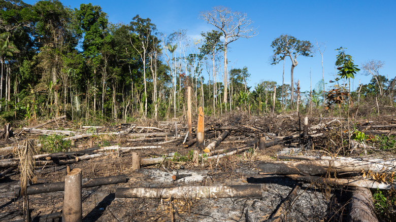 Burnt rainforest