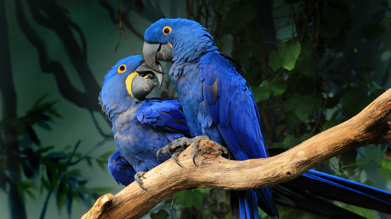 Hyacinth macaws in Amazon