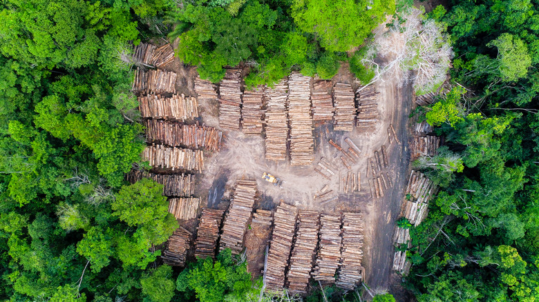 Log storage in rainforest