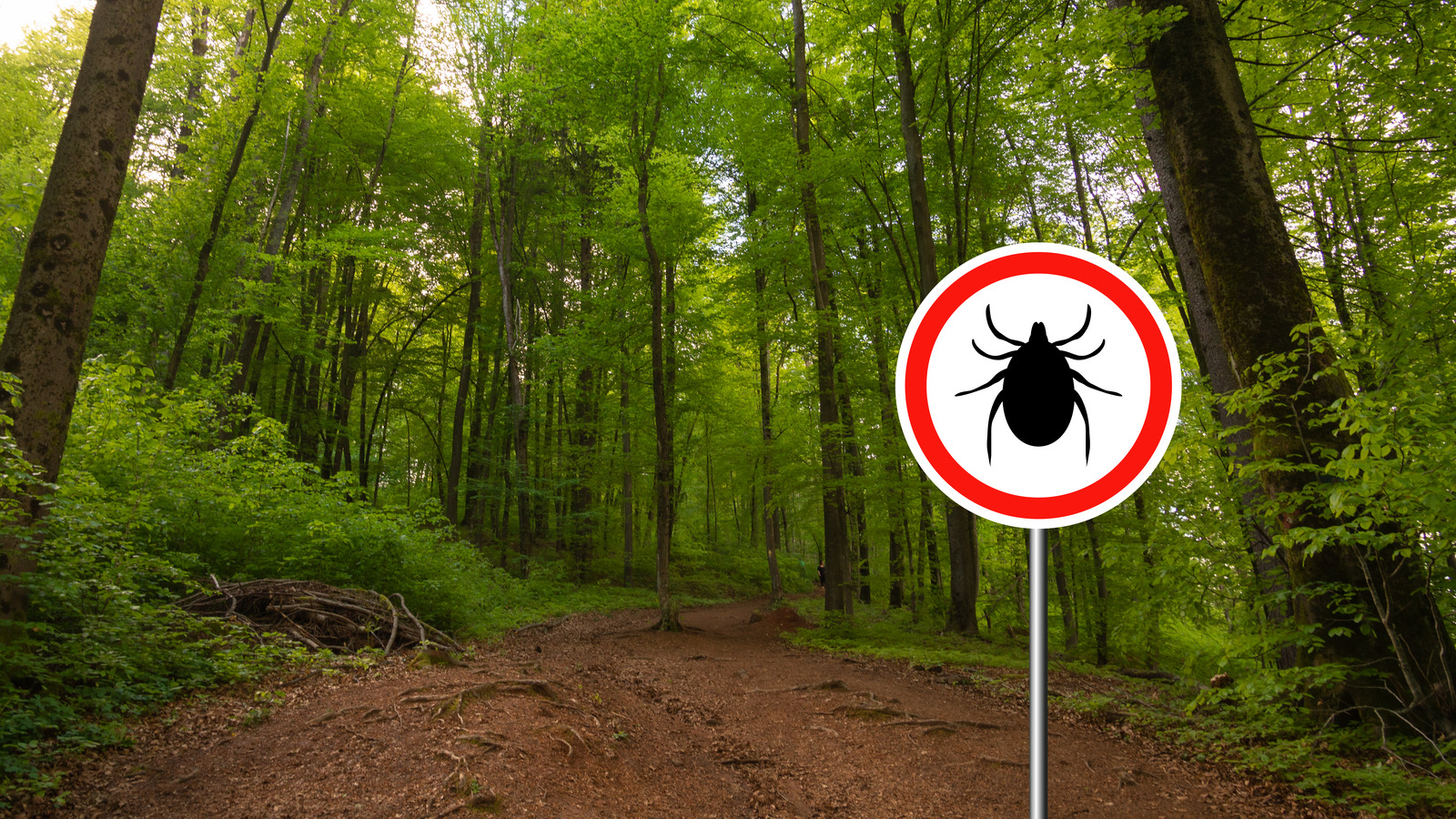 Here's What Would Happen If Ticks Went Extinct