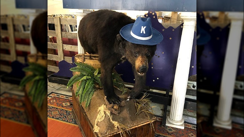 Cocaine bear on display