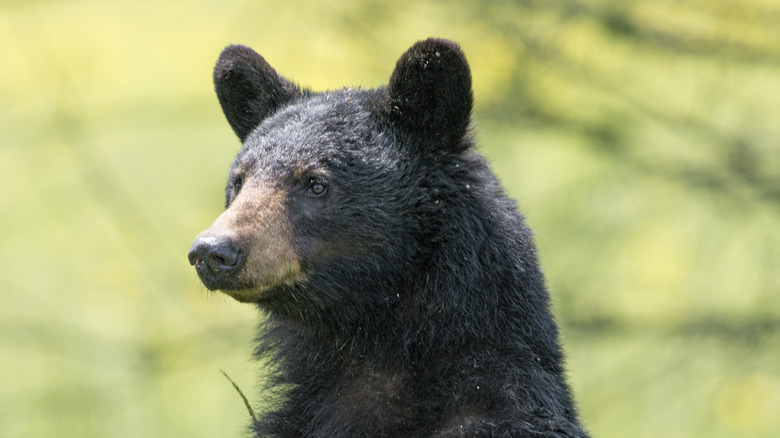 Black bear in the wild