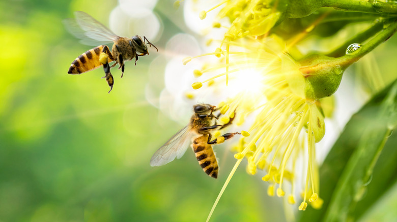 Bees and flower