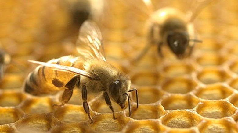 Bees in hive