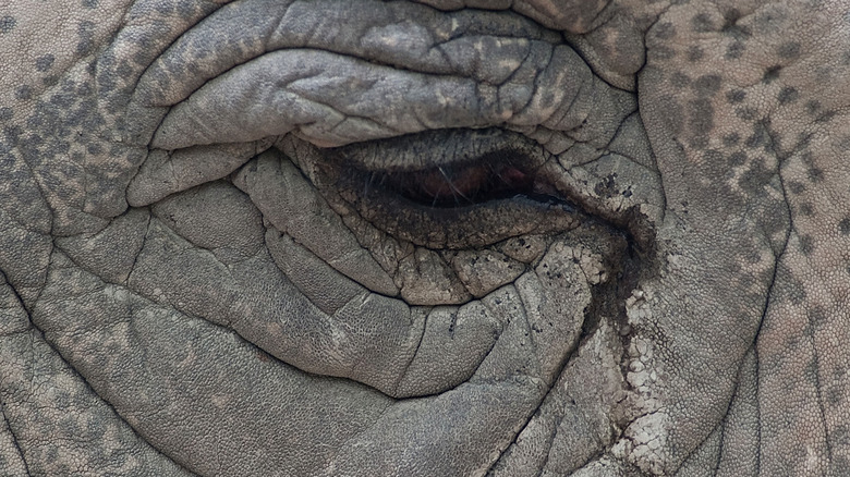 An elephant eye