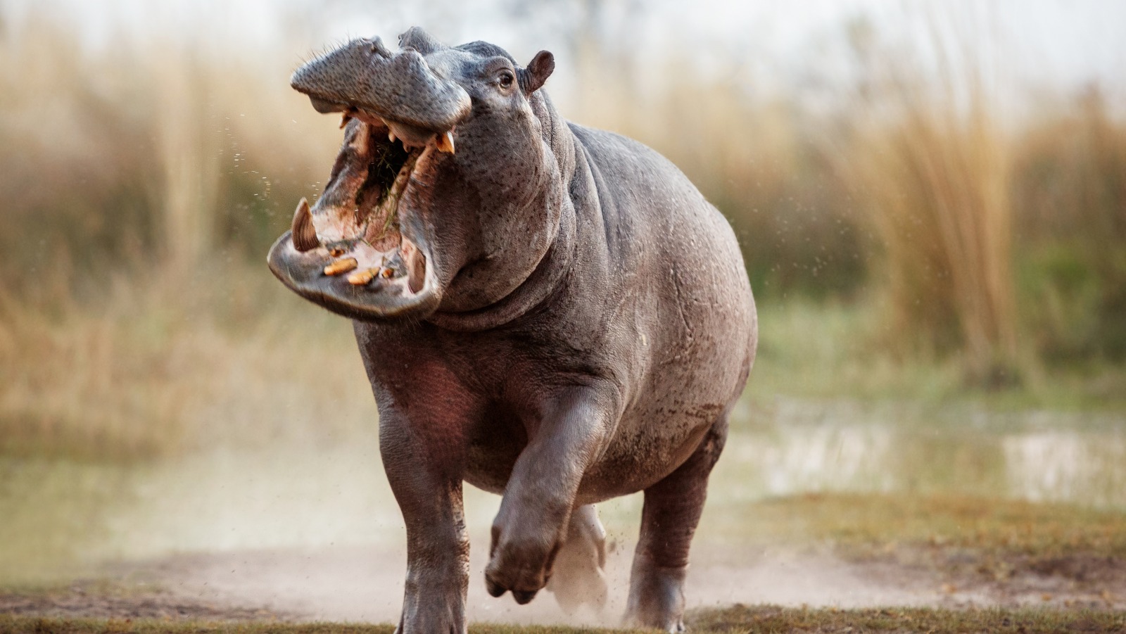 here-s-why-hippos-are-more-dangerous-than-you-thought