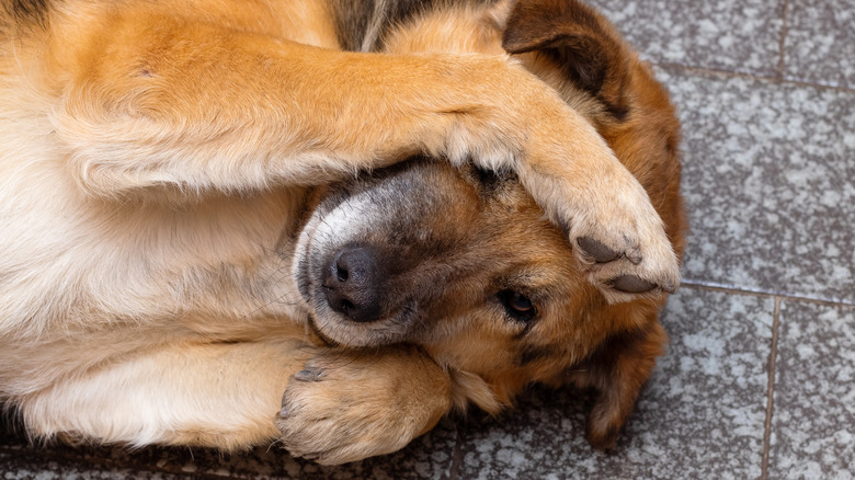 a dog covers his face with his paws