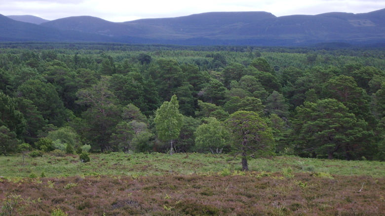 Forest of Rothiemurchus in Scotland