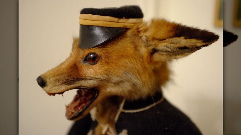 anthropomorphized taxidermized fox from Austria