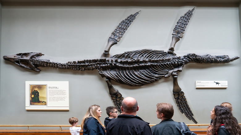The Pliosaur Rhomaleosaurus cramptoni dinosaur wasMary Anning (1799-1847) fossil hanging on the wall at Natural History Museum London