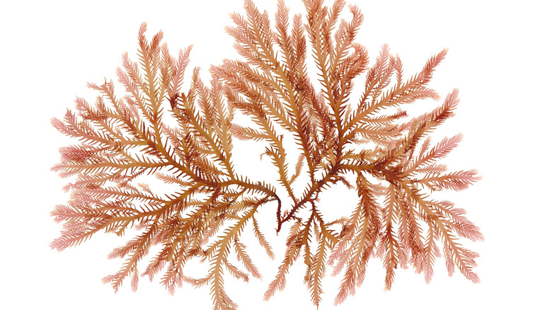 Pressed beautiful red rhodophyta seaweed