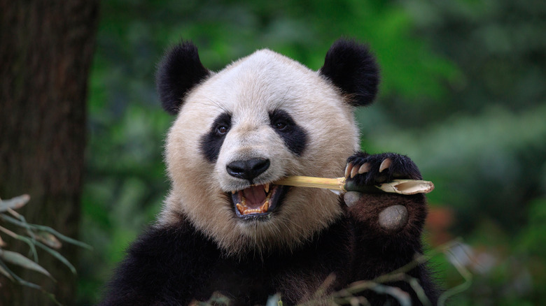 panda eating a stalk of bamboo