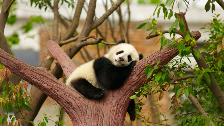 panda sleeping in a tree