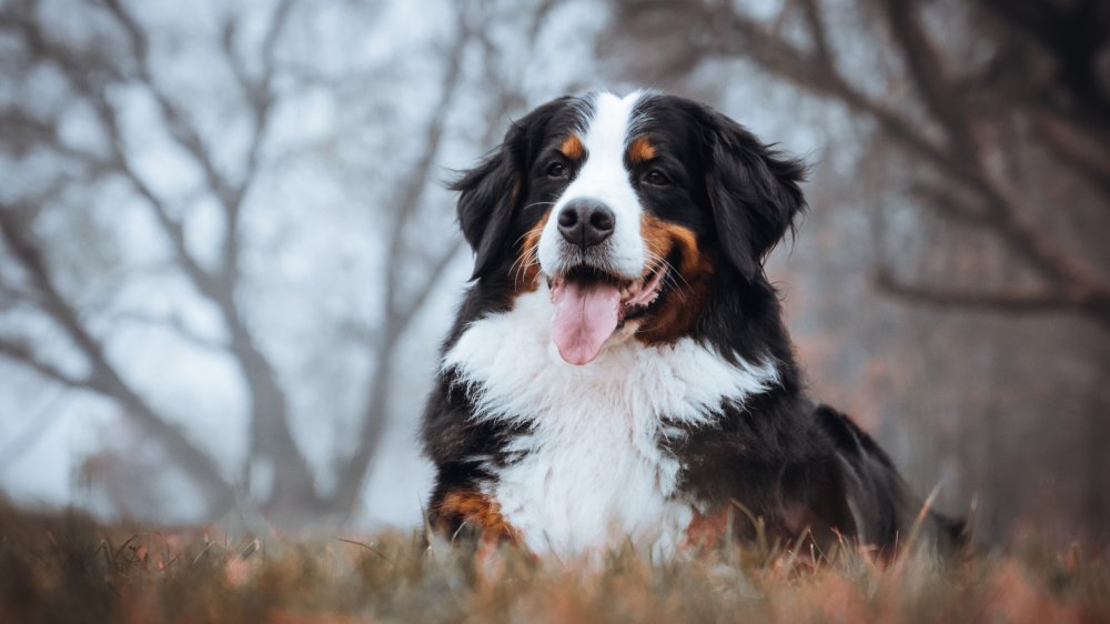 Bernese mountain dog