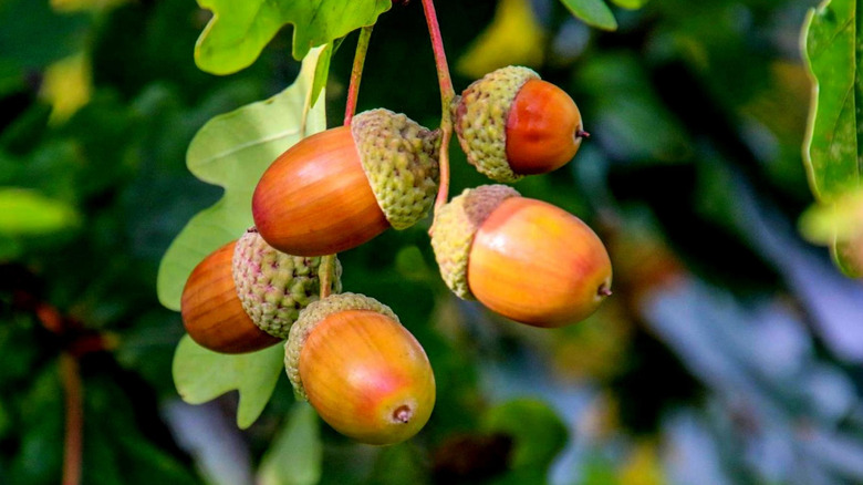 acorns on a tree