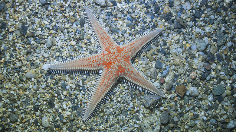 starfish on bed of small pebbles