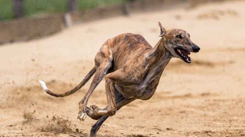 Greyhound running