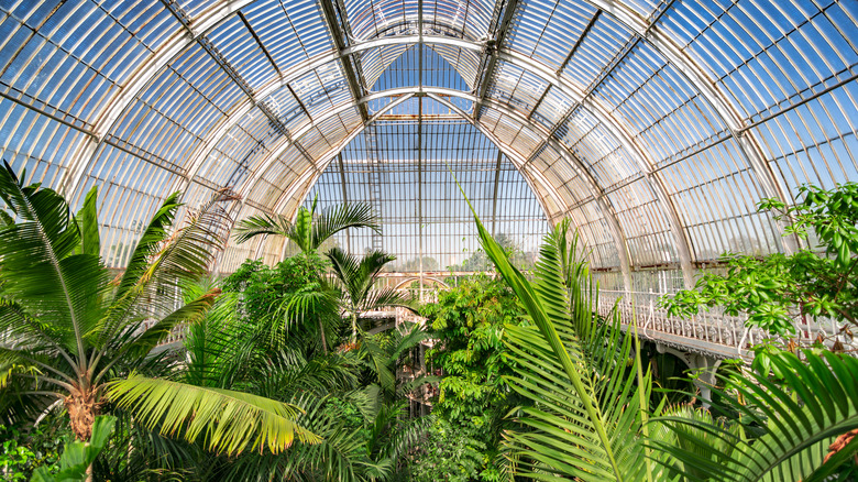 a greenhouse