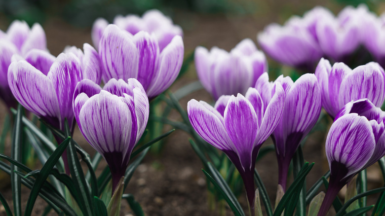 purple flowers blooming