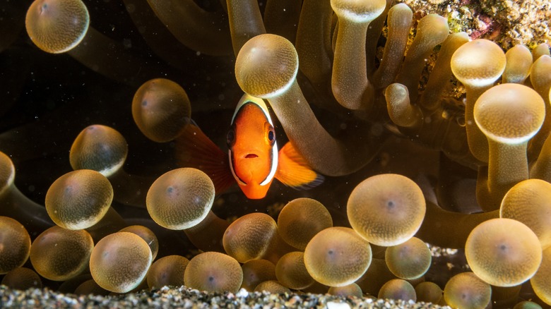 Clownfish