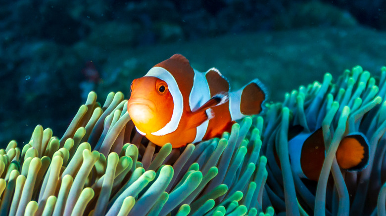 How A Male Clownfish Can Become Female During Its Lifetime